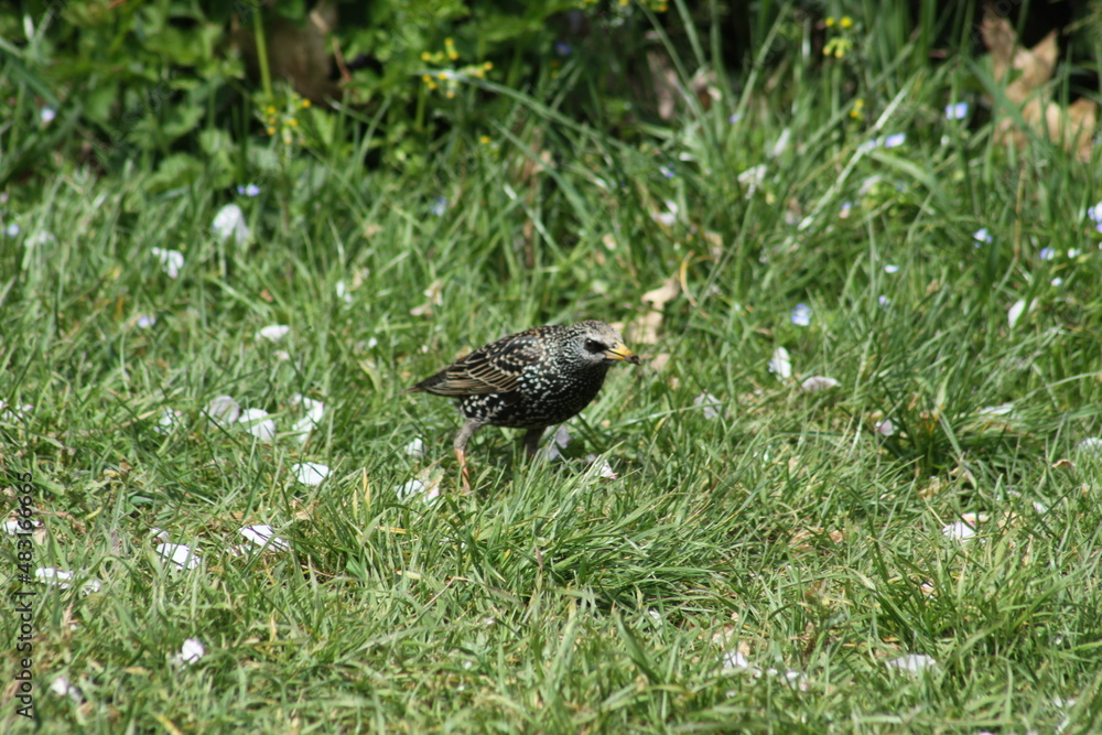 Common starling walking on grass closeup view with selective focus on foreground Common starling walking on grass closeup view with selective focus on foreground