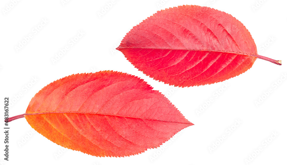 Fototapeta premium Two leaves of a bush of mountain ash black-fruited mountain ash in autumn red brown yellow in close-up isolated on a white background.