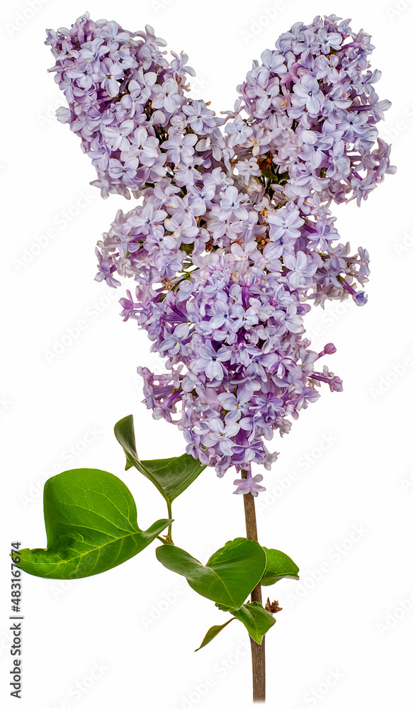 lilac two buds purple isolated white