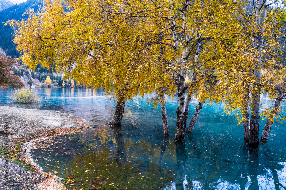 autumn in the forest