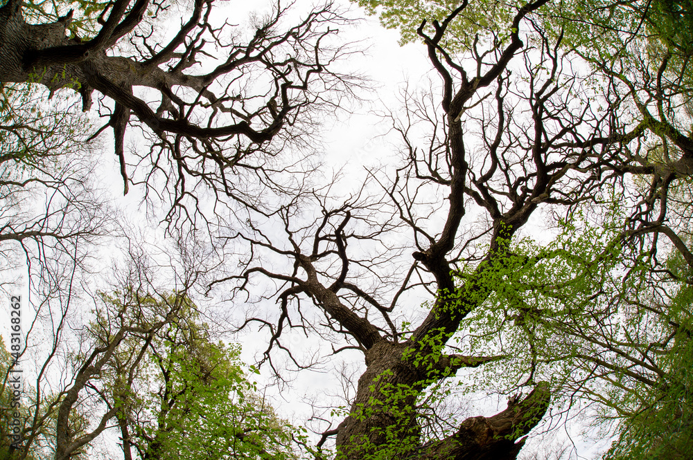 Fototapeta premium Old oak branches
