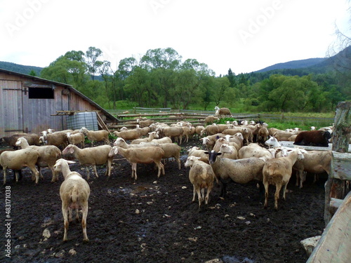 On a sheep farm