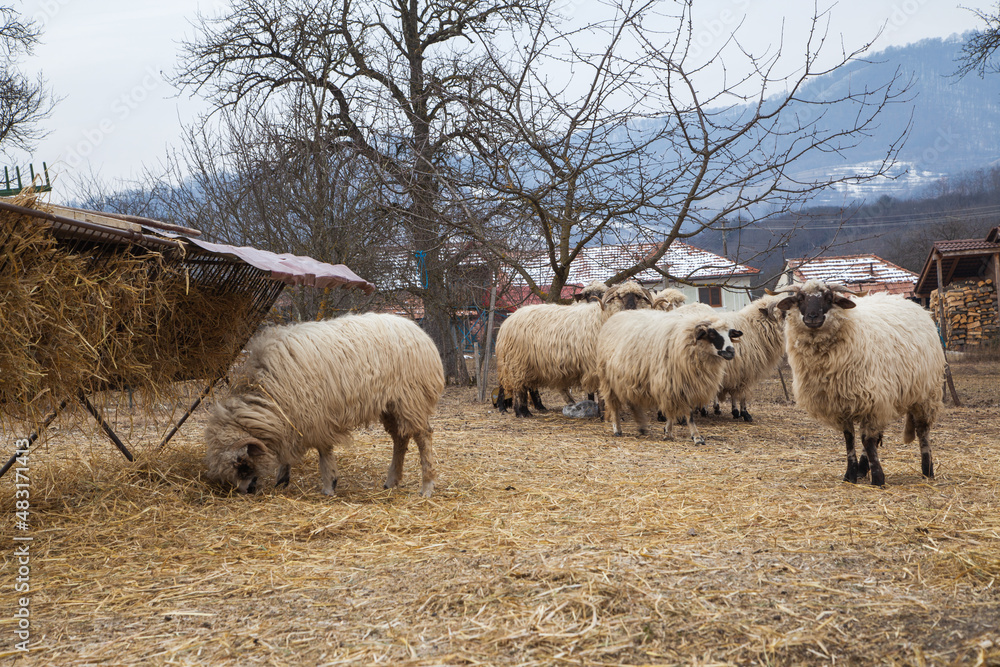 Fototapeta premium sheep in the pasture
