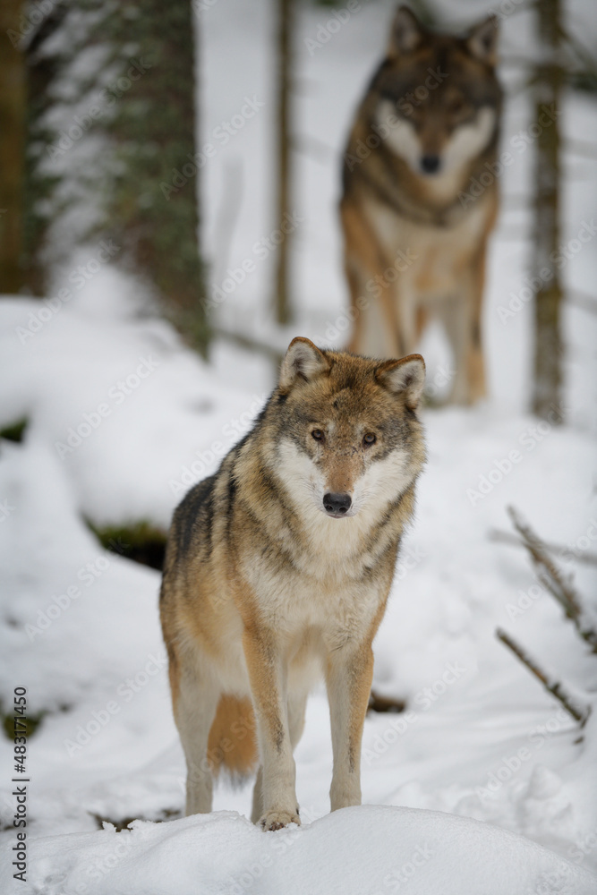 Fototapeta premium Gray wolves in winter snow forest in the Sumava National Park Czech Republic