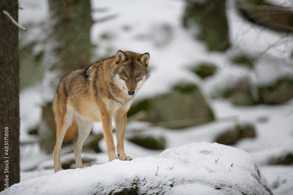 Obraz premium Gray wolf in winter snow forest in the Sumava National Park Czech Republic