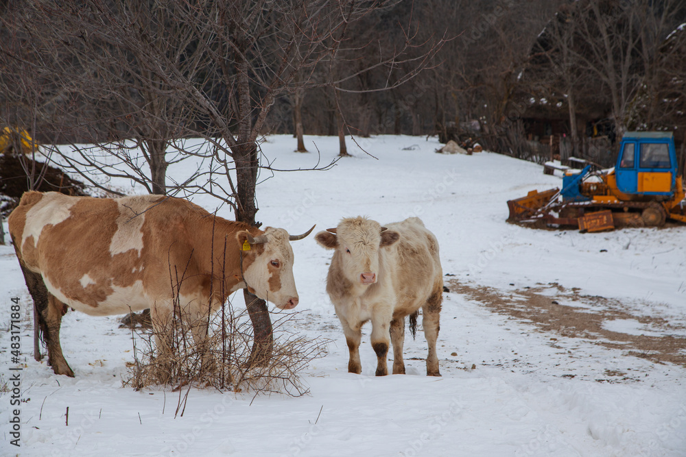 Naklejka premium cattle in winter