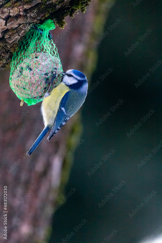 Obraz premium Blaumeise