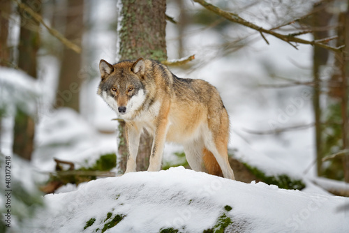 Gray wolf in winter snow forest in the Sumava National Park Czech Republic © PetrDolejsek