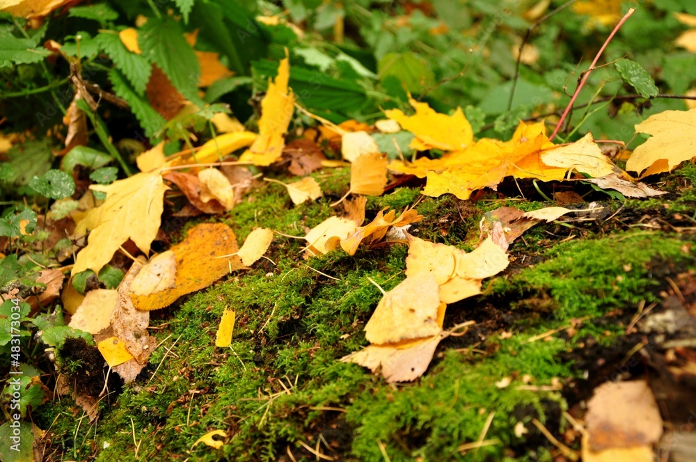 Peredelkino is a dacha settlement that does not have the status of a settlement, which is part of the village of DSK 