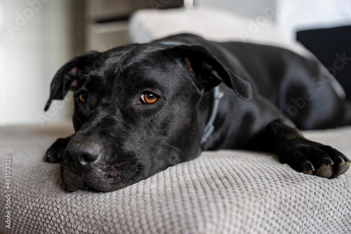 Czarny pies leżący na kanapie i obserwujący otoczenie.