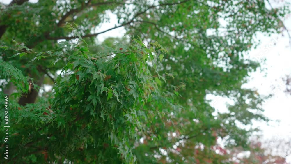 Autumn leaves are in full swing in autumn in Korea. Rainy Day Autumn leaves are in full swing in autumn in Korea. Rainy Day