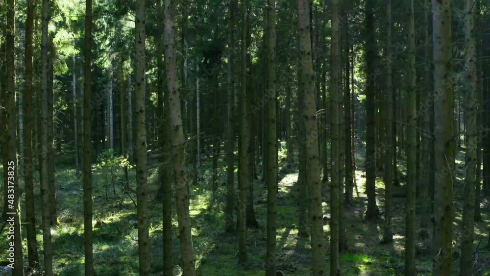 There's no place more tranquil. Landscape of a green forest. Nature background of trees with a peaceful scene There's no place more tranquil. Landscape of a green forest. Nature background of trees with a peaceful scene