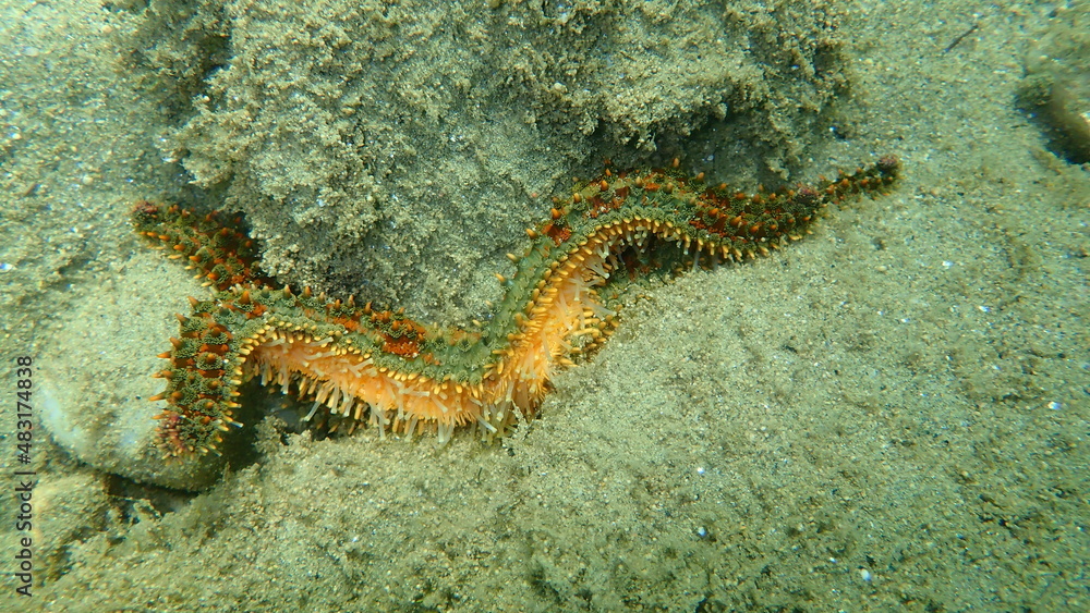 Sea star spiny starfish (Marthasterias glacialis) undresea, Aegean Sea, Greece, Halkidiki
Sea star spiny starfish (Marthasterias glacialis) undresea, Aegean Sea, Greece, Halkidiki