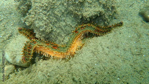 Sea star spiny starfish (Marthasterias glacialis) undresea, Aegean Sea, Greece, Halkidiki
