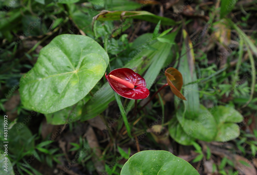 An inflorescence of a dark red Anthurium flower in the garden An inflorescence of a dark red Anthurium flower in the garden