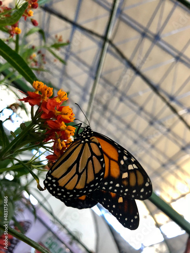 Photography monarch butterfly on flower
