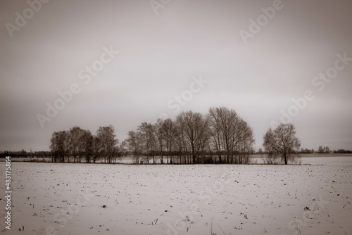 lonely trees in a snowy field