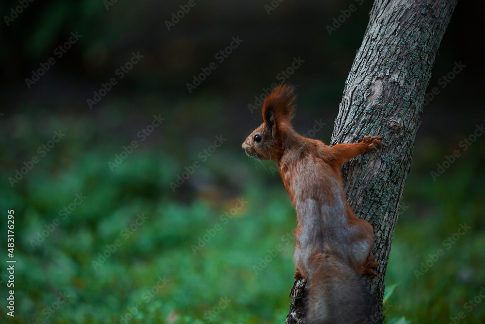 squirrel on a tree squirrel on a tree