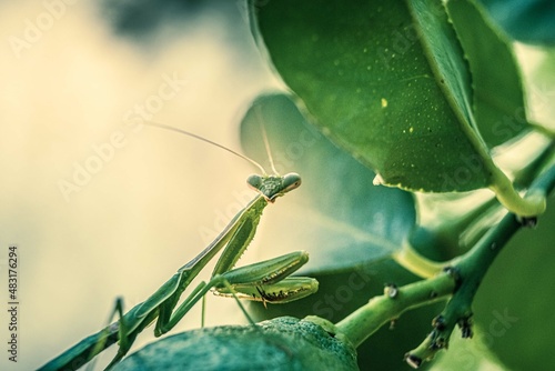 Tableau sur toile praying mantis on a leaf