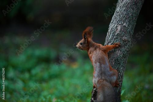 squirrel on a tree © Артем Гатин