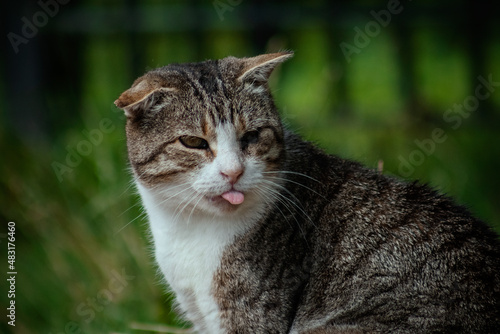 Wallpaper Mural portrait of a cat Torontodigital.ca