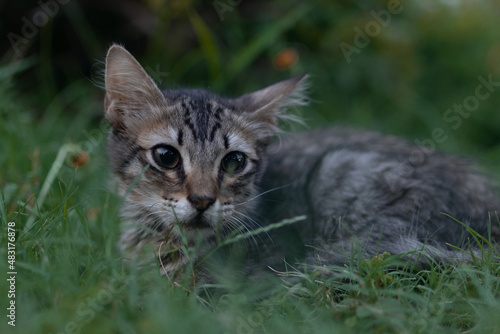 Wallpaper Mural cat on grass Torontodigital.ca