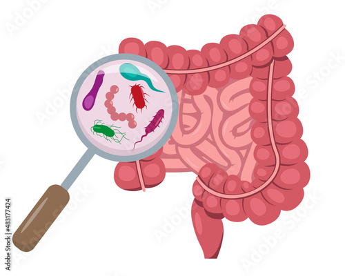 Magnifying glass focused on microflora in human small and large intestine. Intestinal bacteria and viruses inside the Internal organ, digestive tract . Vector illustration on white background. photo