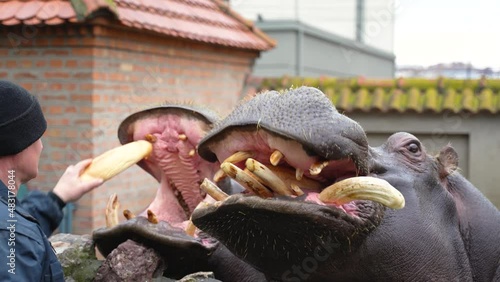 The zookeeper feeds the hungry hippo with bread