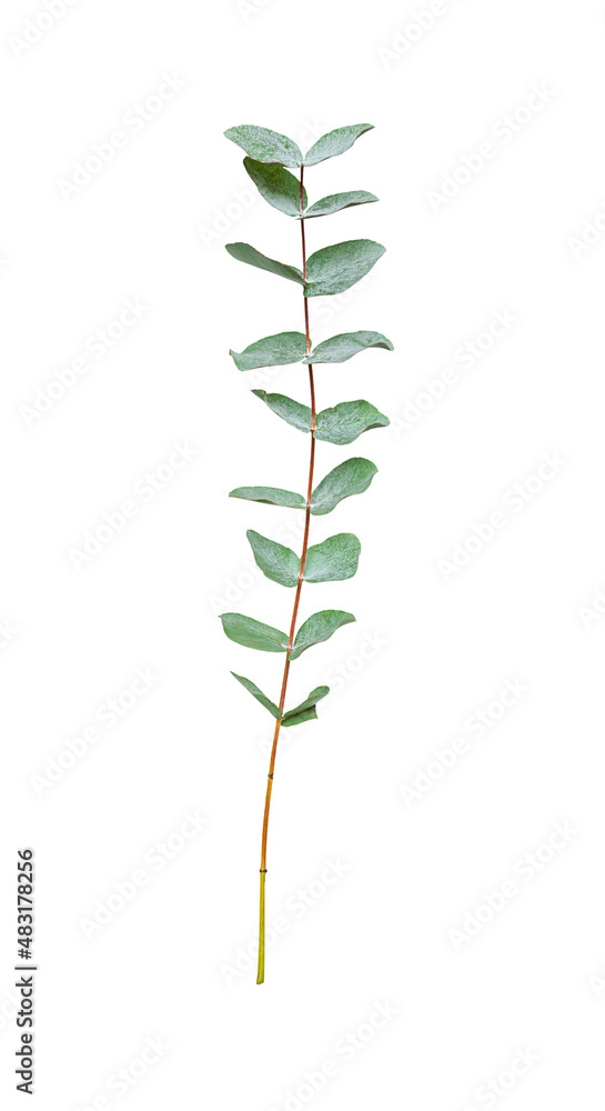sprig of green eucalyptus isolated on a white background sprig of green eucalyptus isolated on a white background