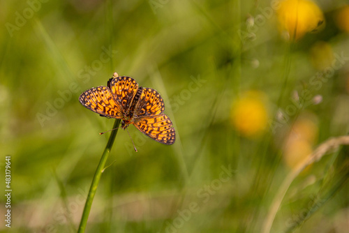 Macro of a silver-bordered fritillary (boloria selene) butterfly with blurred bokeh background; pesticide free environmental protection concept photo