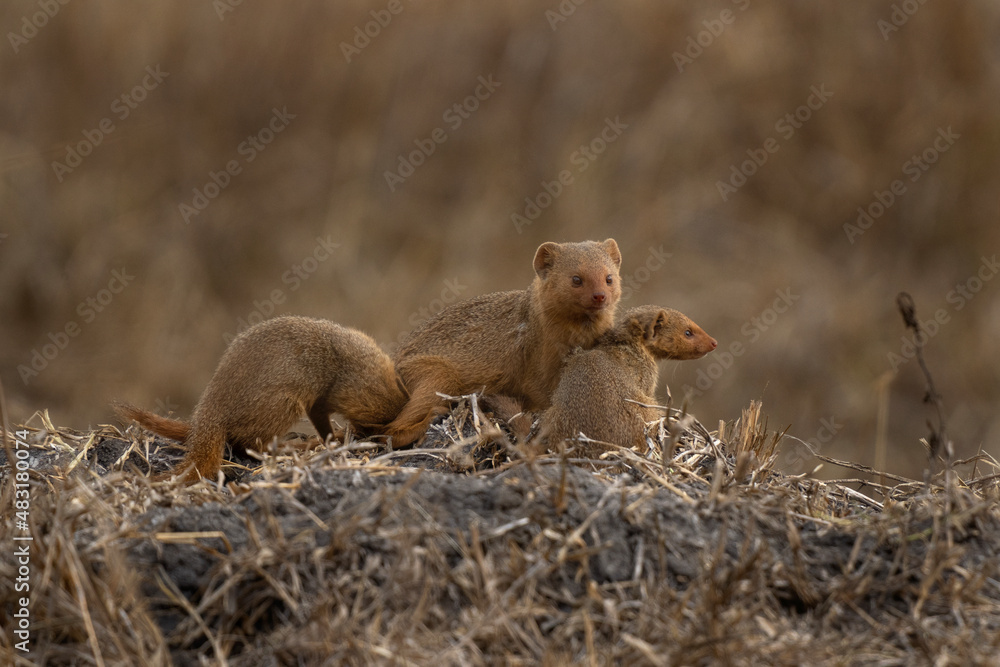 Dwarf mongoose in the Lake Mburo National park. Family of mongoose near the den. African wildlife. Dwarf mongoose in the Lake Mburo National park. Family of mongoose near the den. African wildlife.