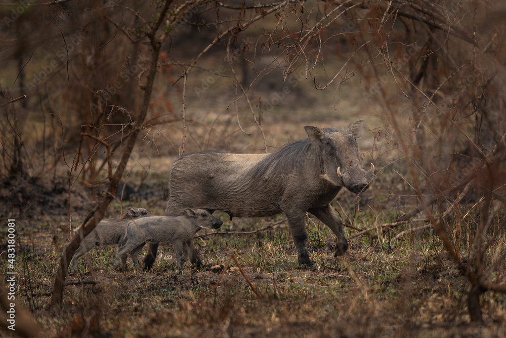 Common warthog in the Lake Mburo National park. Safari in Uganda. Calm warthog. African wildlife. Common warthog in the Lake Mburo National park. Safari in Uganda. Calm warthog. African wildlife.