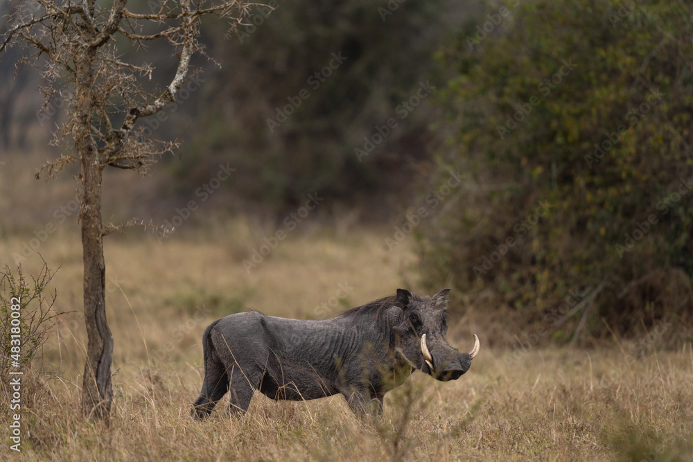 Common warthog in the Lake Mburo National park. Safari in Uganda. Calm warthog. African wildlife. Common warthog in the Lake Mburo National park. Safari in Uganda. Calm warthog. African wildlife.