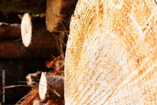 Tree trunk in the wood