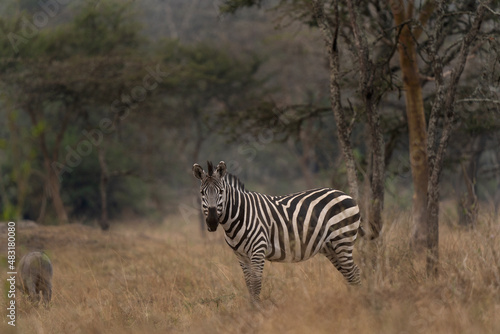 Plains zebra in the Lake Mburo National park. Safari in Uganda. African wildlife. 