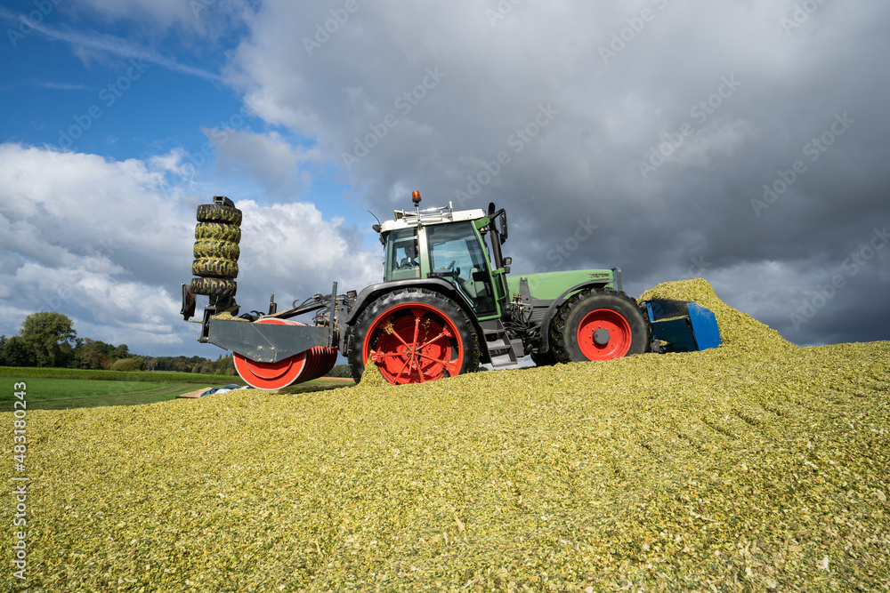 Obraz premium Moderne Landtechnik verschiebt und verdichtet die Maissilage zu einen großen Haufen.