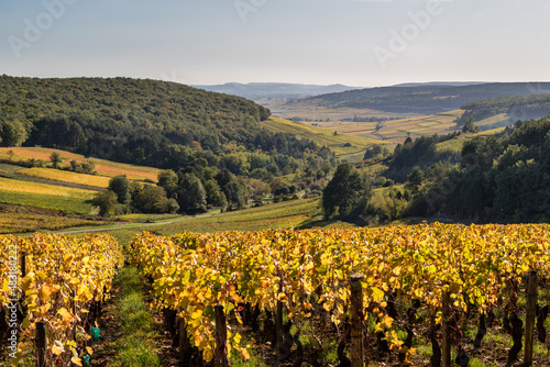 Paysage Bourguignon de vignes en automne au climat de Bourgogne Sur Herbeux  Pernand-Vergelesses  Bourgogne  France