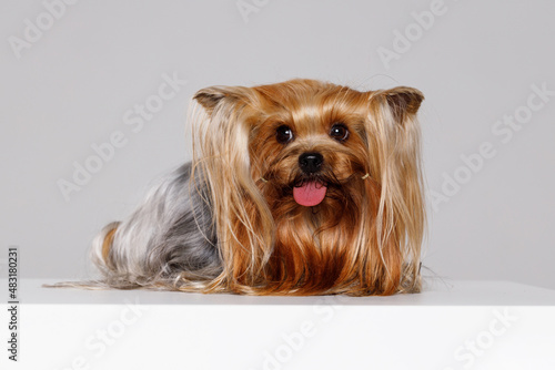 Beautiful glamour yorkie. Portrait of cute puppy yorkshire terrier. Little smiling dog on gray background.
