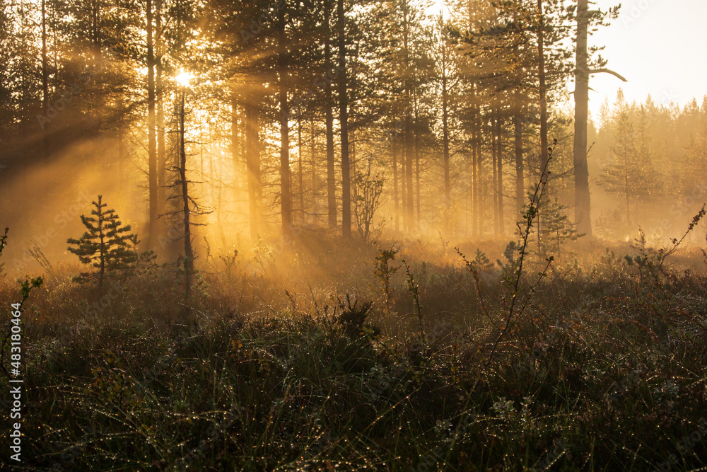 Obraz premium autumn sun through trees and mist 