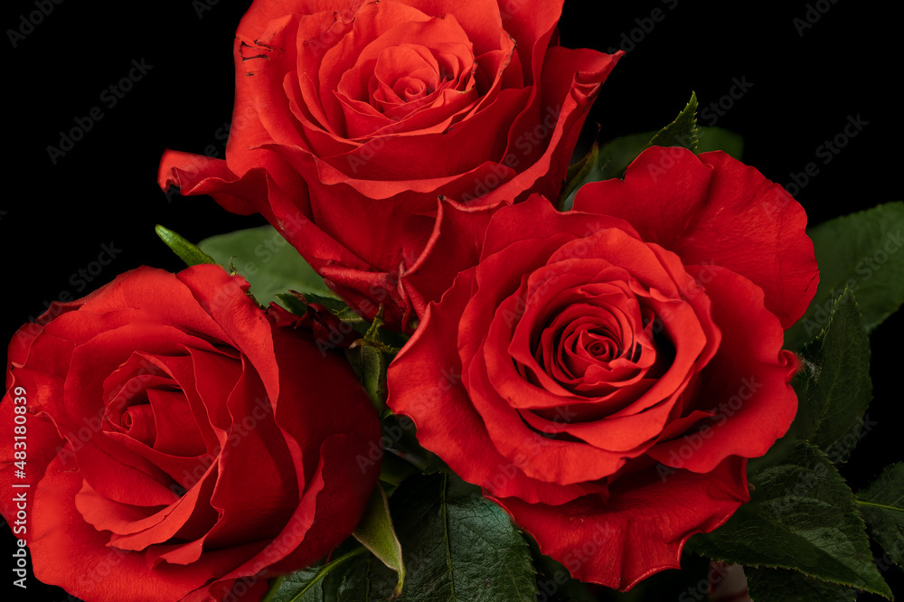 Fototapeta premium Red roses on black background 
