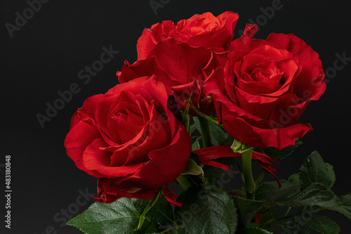 Red roses on black background 
