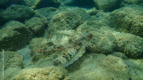 Flying gurnard or helmet gurnard (Dactylopterus volitans) undersea, Aegean Sea, Greece, Halkidiki photo