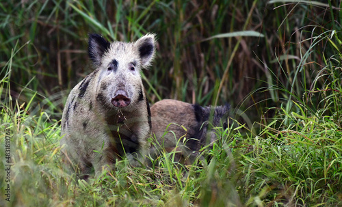 Fotografia Wild boar in the natural environment of nature.