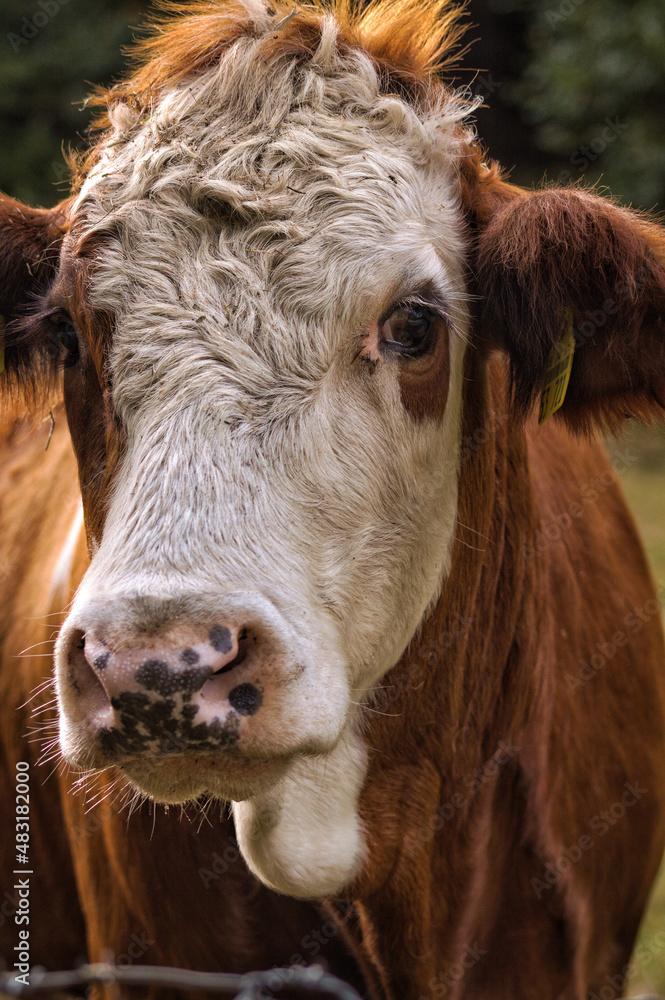portrait of a cow portrait of a cow