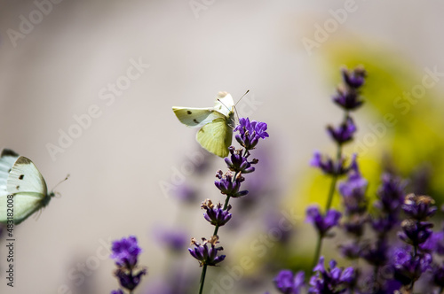 Jasny motyl bielinek siedzący na lawendzie rozmyte tło 