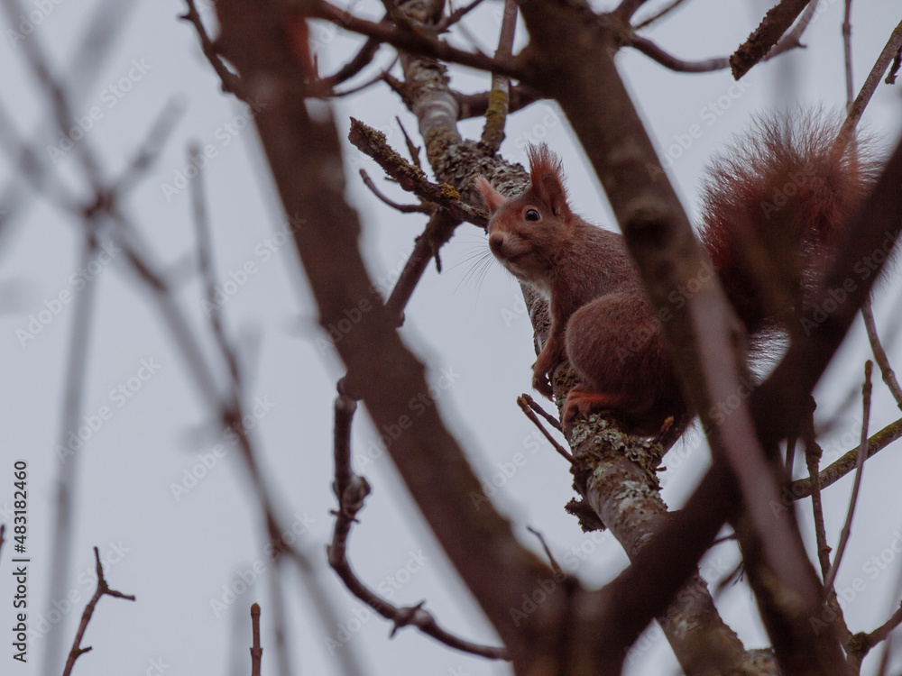squirrel on a tree squirrel on a tree