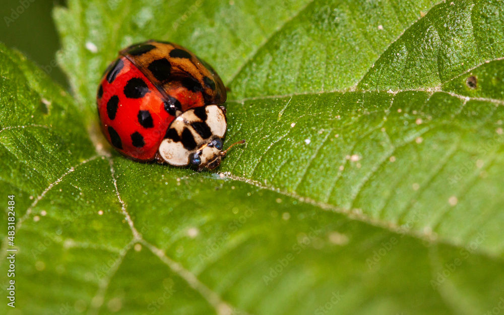 ladybird on leaf