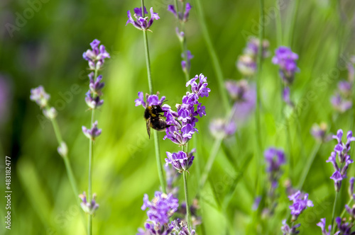 Trzmiel bąk pszczoła na kwiatach lawendy zbliżenie ujęcie z bliska