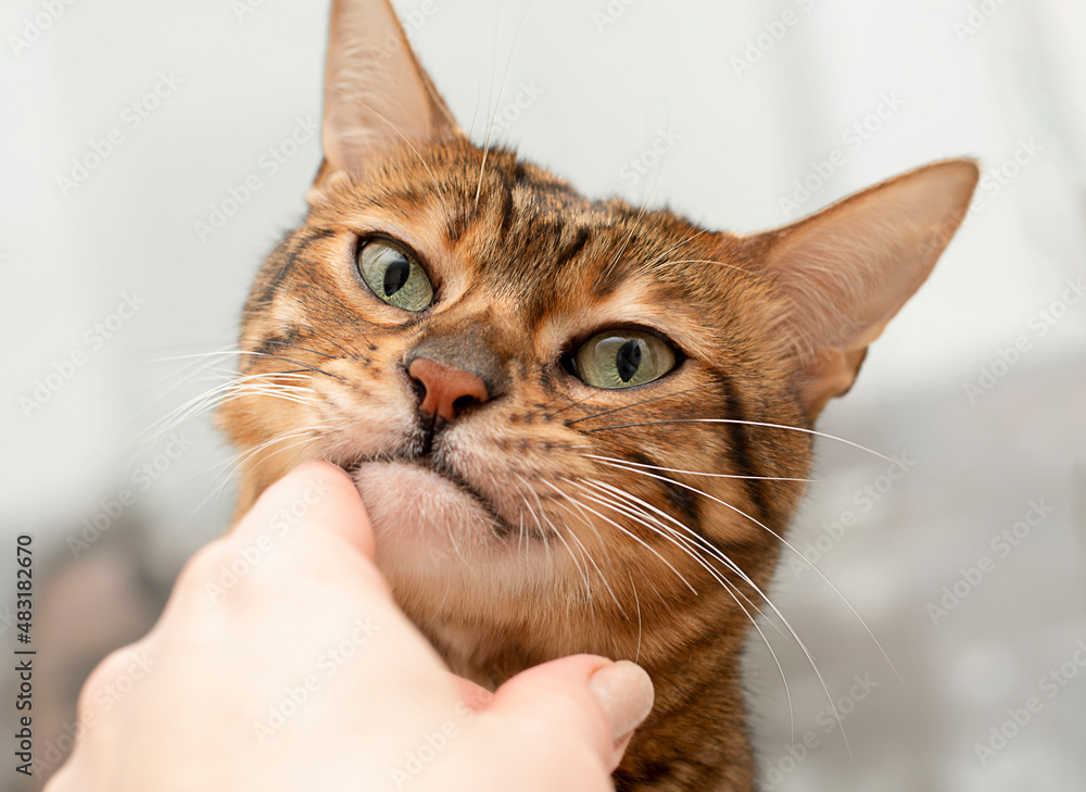 woman's hand stroking a bengal cat close-up