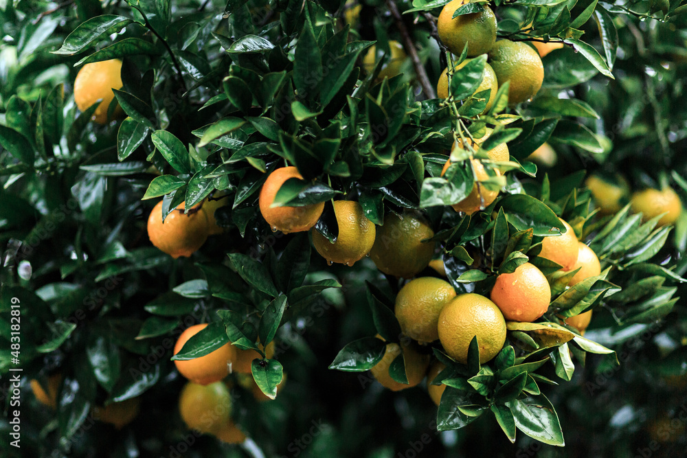 Oranges on a tree with green leaves, orange and ripe, great background. Antalya, January 2022, Turkey.